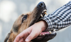 Why Choose Farnsworth & Vance Personal Injury Lawyers to Help Me With My Dog Bite Claim?